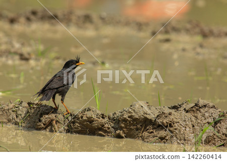 Great Myna Birds Foraging and Flying in Rice Field Agriculture Great Myna Birds Foraging and Flying in Rice Field Agriculture 142260414