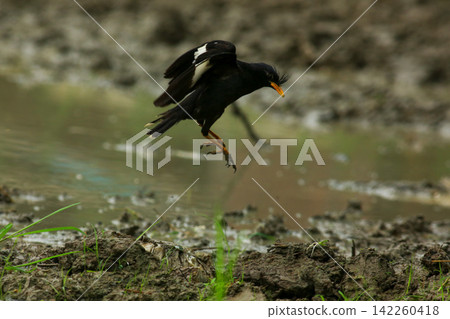 Great Myna Birds Foraging and Flying in Rice Field Agriculture Great Myna Birds Foraging and Flying in Rice Field Agriculture 142260418