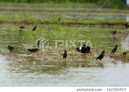 Great Myna Birds Foraging and Flying in Rice Field Agriculture Great Myna Birds Foraging and Flying in Rice Field Agriculture 142260433