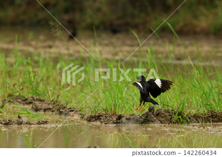 Great Myna Birds Foraging and Flying in Rice Field Agriculture 142260434