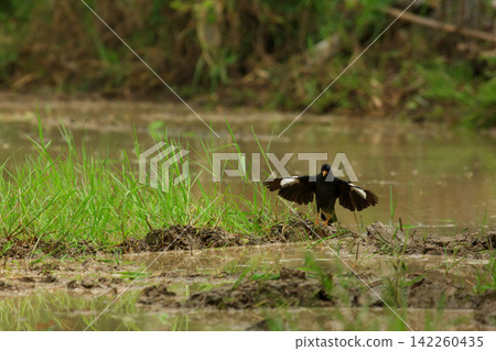Great Myna Birds Foraging and Flying in Rice Field Agriculture Great Myna Birds Foraging and Flying in Rice Field Agriculture 142260435
