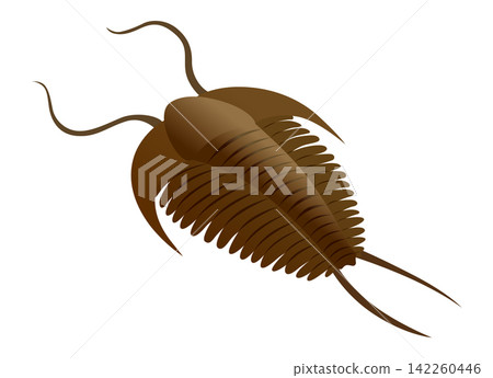 Detailed brown trilobite fossil illustration with segmented exoskeleton and articulated tailspine in lateral view for educational charts and paleontology materials Detailed brown trilobite fossil illustration with segmented exoskeleton and articulated tailspine in lateral view for educational charts and paleontology materials 142260446