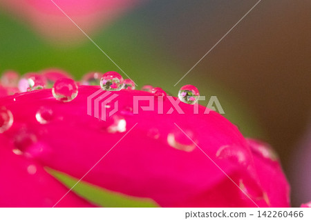 Glistening water droplets and reflections on pink flowers 142260466