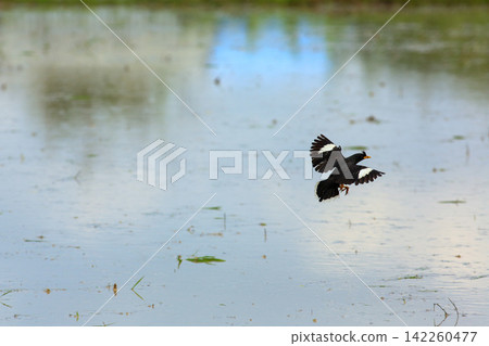 Great Myna Birds Foraging and Flying in Rice Field Agriculture Great Myna Birds Foraging and Flying in Rice Field Agriculture 142260477
