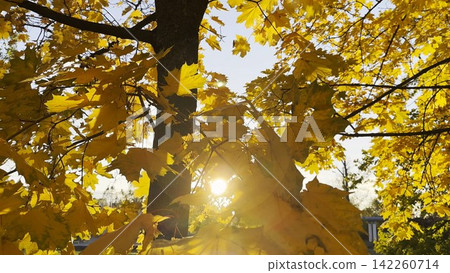 Golden maple leaves on tree branches gently swaying in the wind with sunlight at background. Lush autumn yellow foliage swinging on the breeze at forest. Beautiful colorful fall season. Close up Golden maple leaves on tree branches gently swaying in the wind with sunlight at background. Lush autumn yellow foliage swinging on the breeze at forest. Beautiful colorful fall season. Close up 142260714