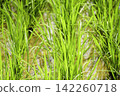 The vibrant green rice stalks growing in the paddy fields and the water surface create a quintessential Japanese summer rice farming scene. 142260718