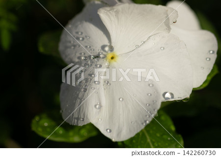 雨後,白色的長春花上掛滿了雨滴。 雨後,白色的長春花上掛滿了雨滴。 142260730