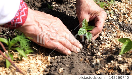 Adult male hands of farmer in vyshyvanka planting green sprout in ground at summer season. Old arms of agronomist caring for small seedling at garden. Connection between tradition and nature concept Adult male hands of farmer in vyshyvanka planting green sprout in ground at summer season. Old arms of agronomist caring for small seedling at garden. Connection between tradition and nature concept 142260740