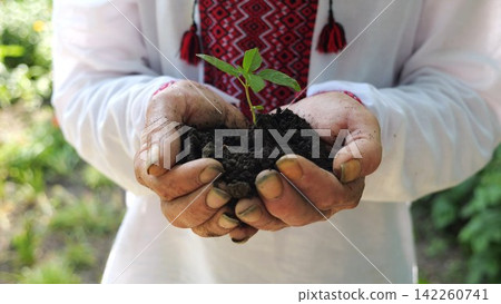 Adult male hands of farmer in vyshyvanka holding small green sprout at summer garden. This scene reflects older man caring attitude towards nature and traditional agricultural values. Slow motion Adult male hands of farmer in vyshyvanka holding small green sprout at summer garden. This scene reflects older man caring attitude towards nature and traditional agricultural values. Slow motion 142260741