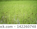 Green rice seedlings lined up in a regular pattern in the flooded rice paddies. 142260748