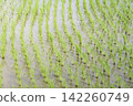 Green rice seedlings lined up in a regular pattern in the flooded rice paddies. 142260749