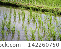 Green rice seedlings lined up in a regular pattern in the flooded rice paddies. 142260750