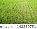 Green rice seedlings lined up in a regular pattern in the flooded rice paddies. 142260751