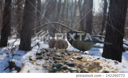 Cute tit bird pecking food from open feeding trough at snowy forest. Beautiful tomtit eating meal from wood feeder at sunny snow woodland. The scene captures care for wildlife and harmony of nature Cute tit bird pecking food from open feeding trough at snowy forest. Beautiful tomtit eating meal from wood feeder at sunny snow woodland. The scene captures care for wildlife and harmony of nature 142260772