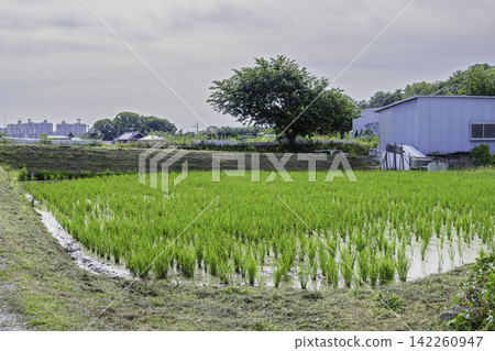 鄉下風景在郊區 鄉下風景在郊區 142260947