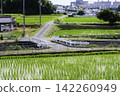 Countryside scenery in the suburbs 142260949