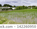 Countryside scenery in the suburbs 142260950