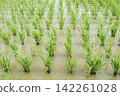 Summer rice paddies are covered in a vibrant green expanse of rice plants. 142261028