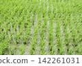 Summer rice paddies are covered in a vibrant green expanse of rice plants. 142261031
