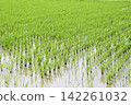 Summer rice paddies are covered in a vibrant green expanse of rice plants. 142261032