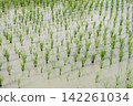 Summer rice paddies are covered in a vibrant green expanse of rice plants. 142261034