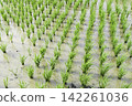 Summer rice paddies are covered in a vibrant green expanse of rice plants. 142261036