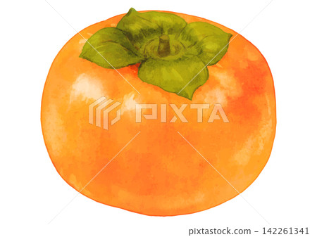 Autumn flavors. A realistic illustration of a single persimmon. 142261341