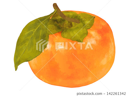 Autumn's delights. A realistic illustration of a single persimmon (with leaves). Autumn's delights. A realistic illustration of a single persimmon (with leaves). 142261342
