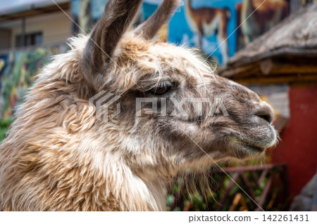 Close-Up of a Llama in front of a colorful mural, Peru Close-Up of a Llama in front of a colorful mural, Peru 142261431