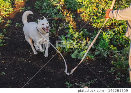 Person walking white dog on leash along dirt trail outdoors Person walking white dog on leash along dirt trail outdoors 142261509