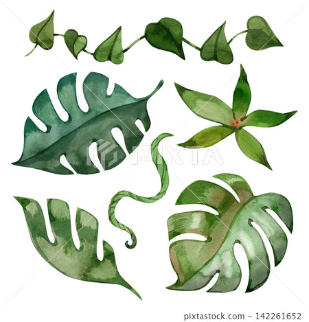 Watercolor tropical jungle plant collection monstera leaves ivy vine flower and tendril 142261652
