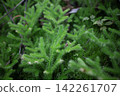 Lycopodium clavatum, a plant that grows in forests, is considered a symbol of good fortune. 142261707