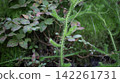 An evergreen auspicious plant, Lycopodium clavatum (shade vine) in a quiet forest. 142261731
