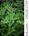 (Vertical composition) Evergreen auspicious plant, Lycopodium clavatum (shade-loving vine) in a quiet forest. 142261739