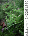 (Vertical composition) Lycopodium clavatum (Lycopodium gracilis) in a moss-covered forest, a lucky charm for the New Year. 142261840
