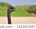 portrait of a ostrich 142261945
