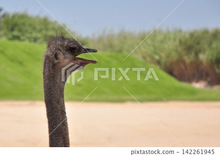 portrait of a ostrich portrait of a ostrich 142261945