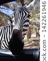 zebra in the car 142261946