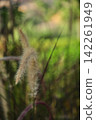 background image of a olant 142261949