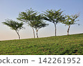 trees on a field 142261952
