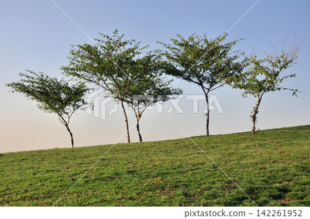 trees on a field trees on a field 142261952