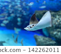 游泳的鰩魚 142262011