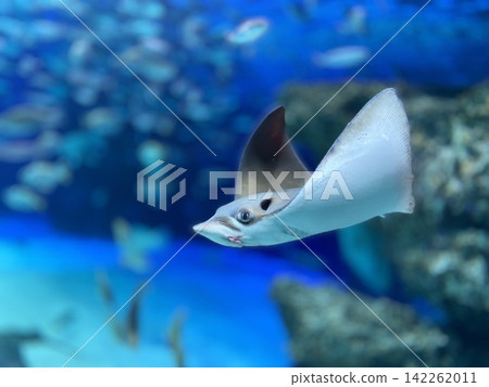 游泳的鰩魚 游泳的鰩魚 142262011