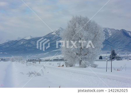 北海道富良野的冬天:富良野線鐵路沿線的樹木被霜覆蓋,白雪皚皚。 北海道富良野的冬天:富良野線鐵路沿線的樹木被霜覆蓋,白雪皚皚。 142262025