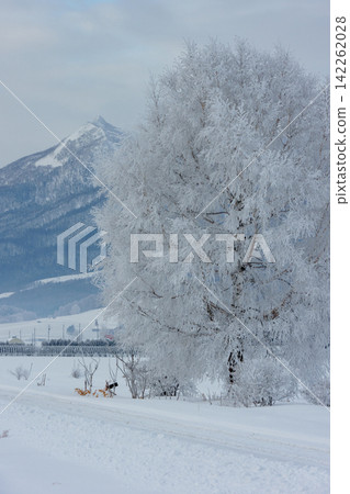 北海道富良野的冬天:富良野線鐵路沿線的樹木被霜覆蓋,白雪皚皚。 北海道富良野的冬天:富良野線鐵路沿線的樹木被霜覆蓋,白雪皚皚。 142262028