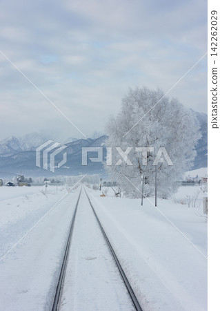 北海道富良野的冬天:富良野線鐵路沿線的樹木被霜覆蓋,白雪皚皚。 北海道富良野的冬天:富良野線鐵路沿線的樹木被霜覆蓋,白雪皚皚。 142262029