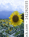 Sunflowers blooming in a sunflower field 142262035