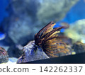 海洋裝飾 142262337