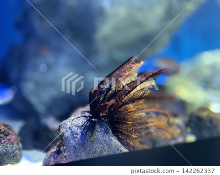 海洋裝飾 海洋裝飾 142262337