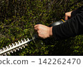 Gardener shapes green hedge with electric trimmer. Person cuts bush 142262470